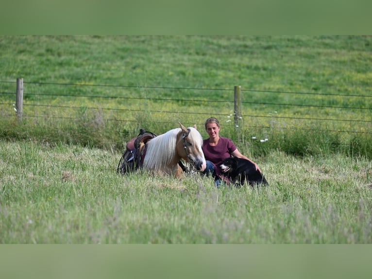 American Quarter Horse Castrone 9 Anni 140 cm Sauro ciliegia in Millersburg OH