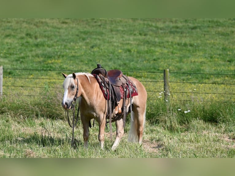 American Quarter Horse Castrone 9 Anni 140 cm Sauro ciliegia in Millersburg OH