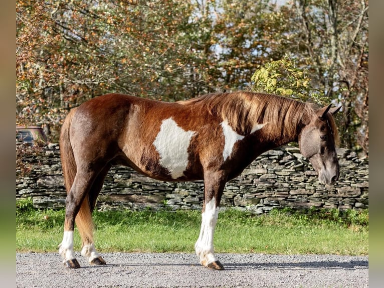 American Quarter Horse Castrone 9 Anni 140 cm Tobiano-tutti i colori in Everett PA