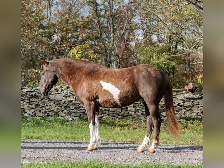 American Quarter Horse Castrone 9 Anni 140 cm Tobiano-tutti i colori in Everett PA