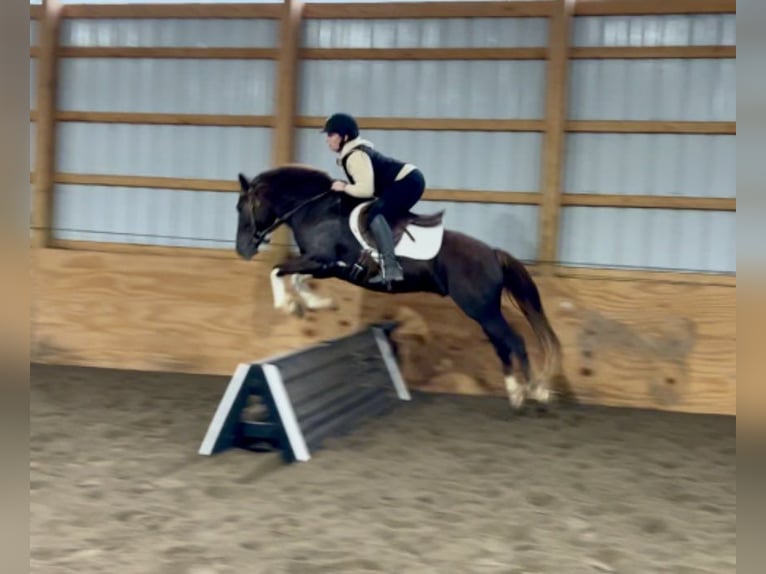 American Quarter Horse Castrone 9 Anni 140 cm Tobiano-tutti i colori in Everett PA