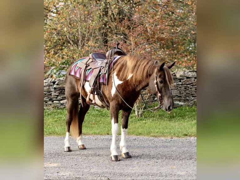 American Quarter Horse Castrone 9 Anni 140 cm Tobiano-tutti i colori in Everett PA