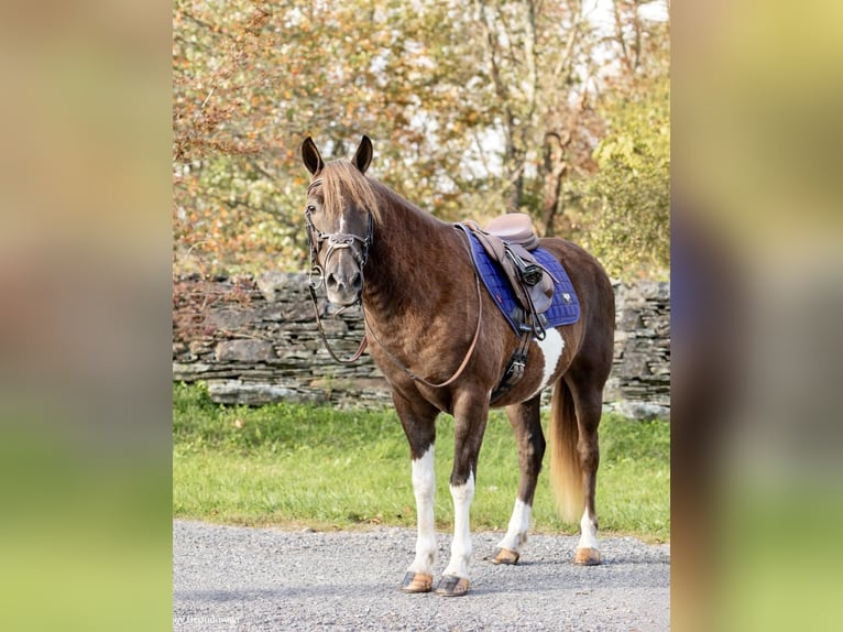 American Quarter Horse Castrone 9 Anni 140 cm Tobiano-tutti i colori in Everett PA