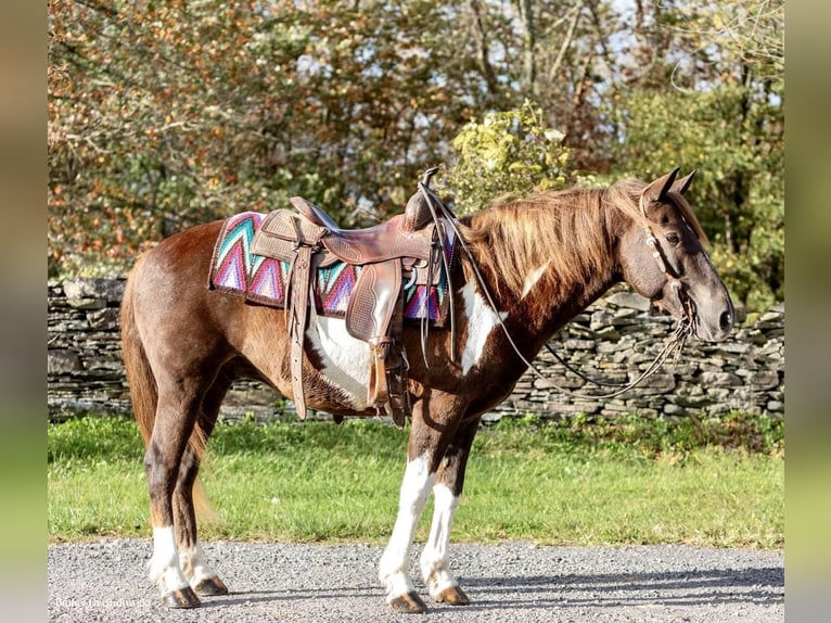 American Quarter Horse Castrone 9 Anni 140 cm Tobiano-tutti i colori in Everett PA