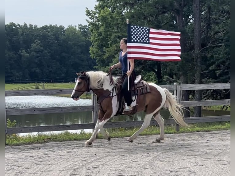 American Quarter Horse Castrone 9 Anni 142 cm Baio ciliegia in Monroe NC