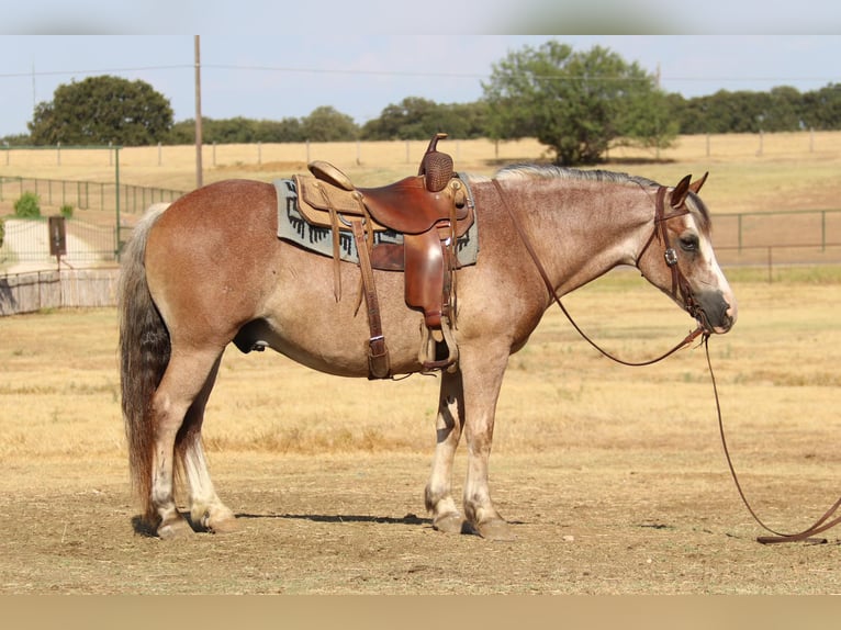 American Quarter Horse Castrone 9 Anni 142 cm Baio roano in Cleburne TX