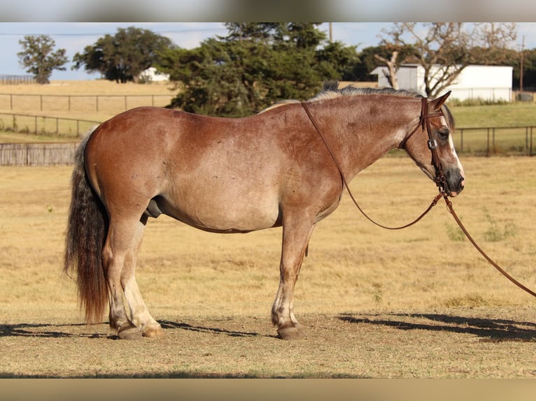 American Quarter Horse Castrone 9 Anni 142 cm Baio roano in Cleburne TX