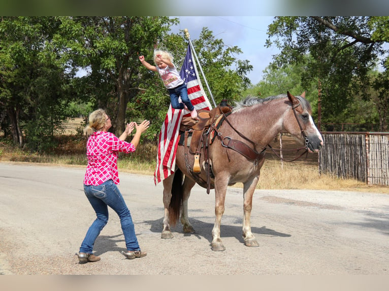 American Quarter Horse Castrone 9 Anni 142 cm Baio roano in Cleburne TX