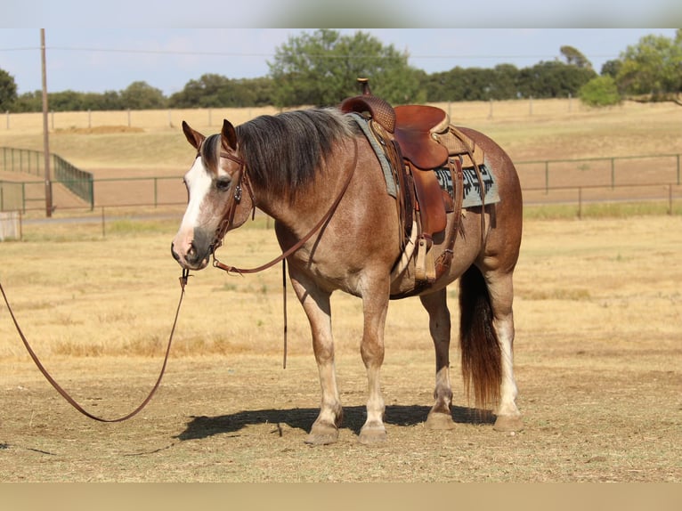 American Quarter Horse Castrone 9 Anni 142 cm Baio roano in Cleburne TX