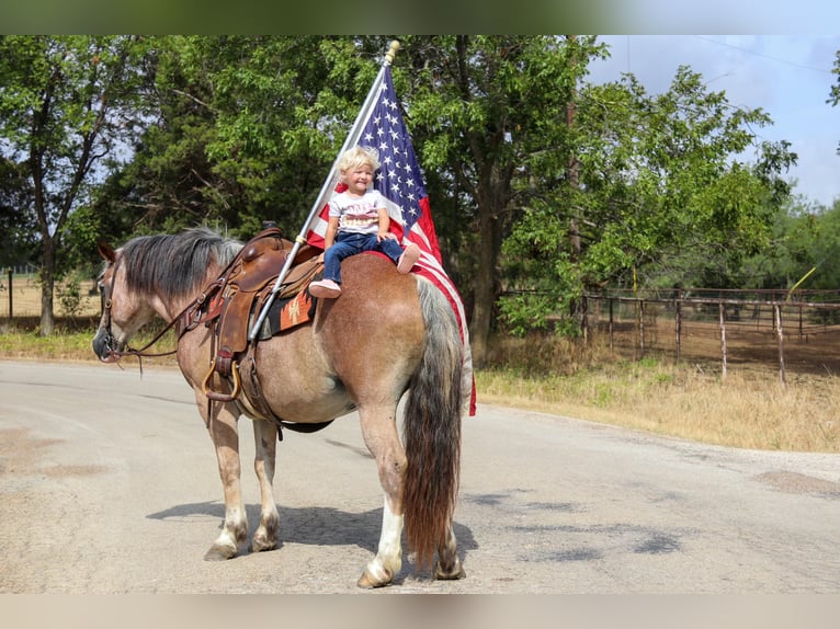 American Quarter Horse Castrone 9 Anni 142 cm Baio roano in Cleburne TX