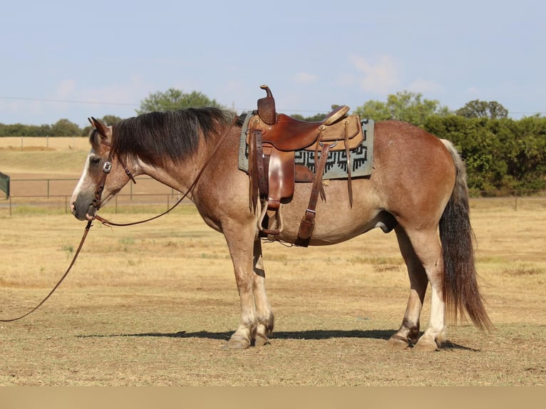 American Quarter Horse Castrone 9 Anni 142 cm Baio roano in Cleburne TX