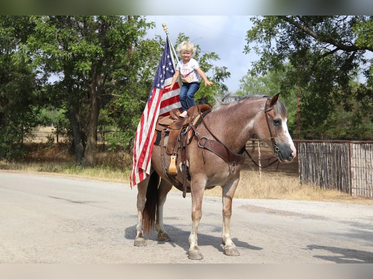 American Quarter Horse Castrone 9 Anni 142 cm Baio roano in Cleburne TX