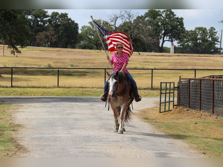 American Quarter Horse Castrone 9 Anni 142 cm Baio roano in Cleburne TX