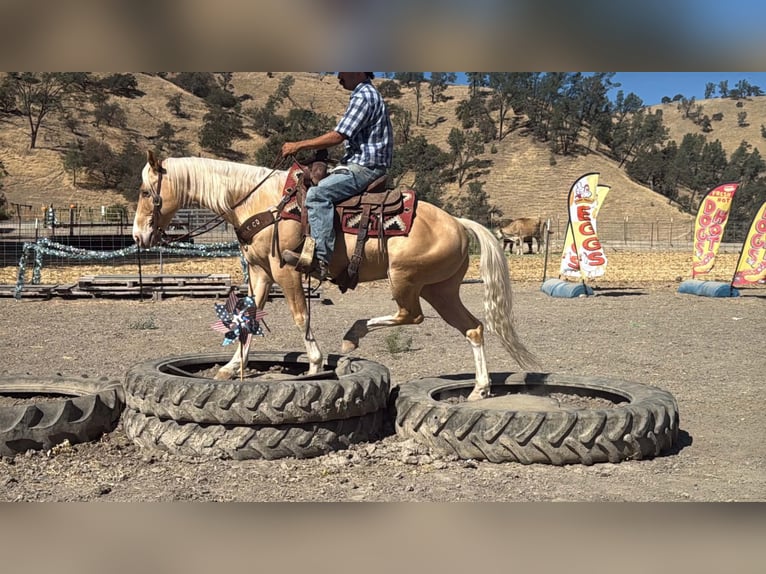 American Quarter Horse Castrone 9 Anni 142 cm Palomino in Tres Pinos