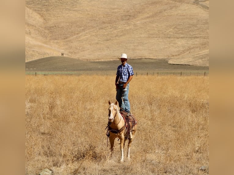 American Quarter Horse Castrone 9 Anni 142 cm Palomino in Tres Pinos