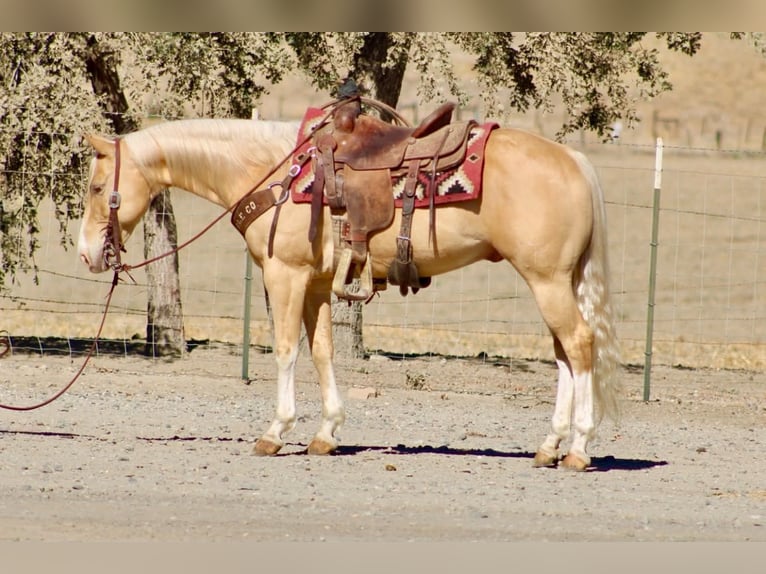 American Quarter Horse Castrone 9 Anni 142 cm Palomino in Tres Pinos