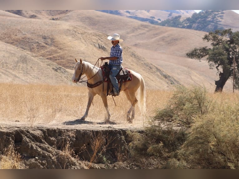 American Quarter Horse Castrone 9 Anni 142 cm Palomino in Tres Pinos