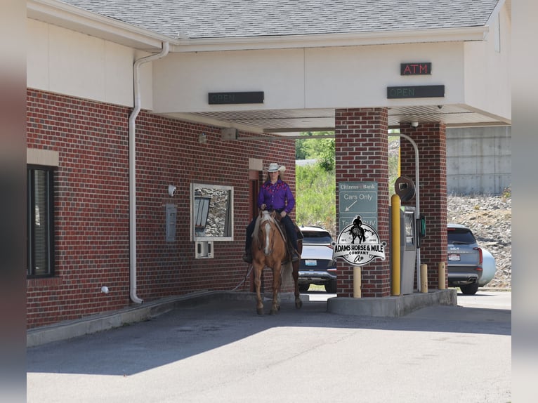 American Quarter Horse Castrone 9 Anni 142 cm  in Mount Vernon