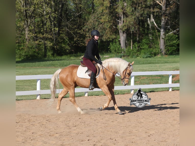 American Quarter Horse Castrone 9 Anni 142 cm  in Mount Vernon