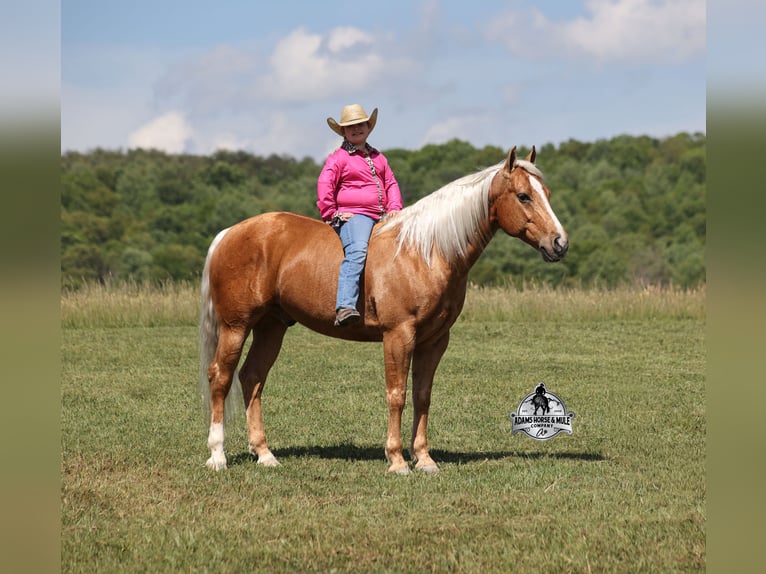 American Quarter Horse Castrone 9 Anni 142 cm  in Mount Vernon