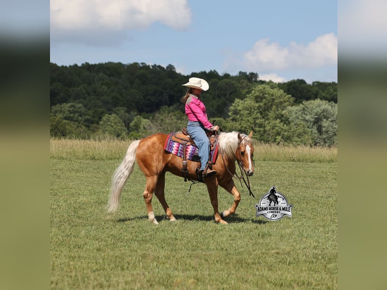 American Quarter Horse Castrone 9 Anni 142 cm  in Mount Vernon