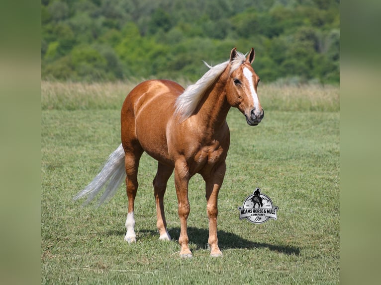 American Quarter Horse Castrone 9 Anni 142 cm  in Mount Vernon