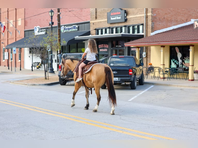 American Quarter Horse Mix Castrone 9 Anni 142 cm Pelle di daino in Terrell