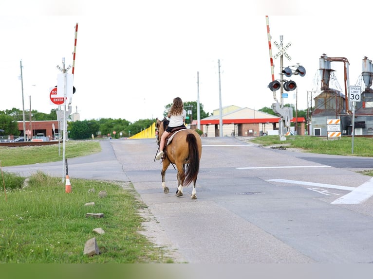 American Quarter Horse Mix Castrone 9 Anni 142 cm Pelle di daino in Terrell