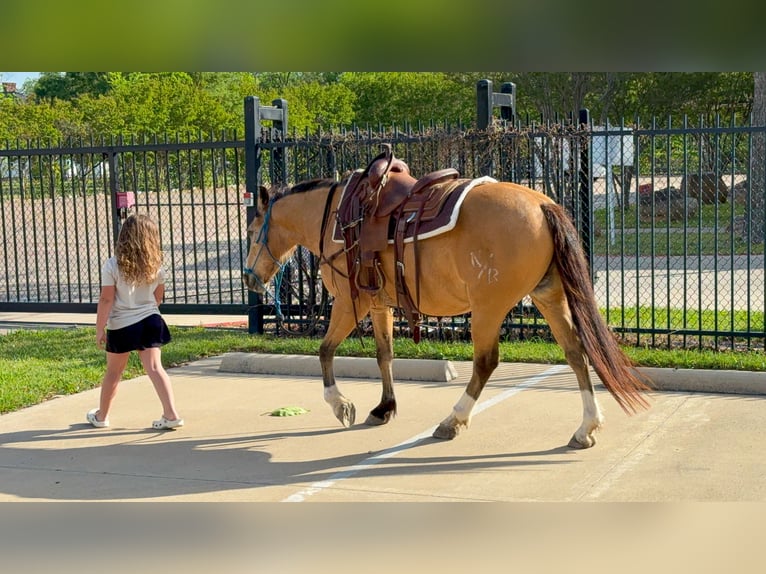 American Quarter Horse Mix Castrone 9 Anni 142 cm Pelle di daino in Terrell