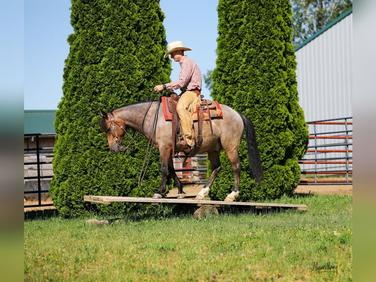 American Quarter Horse Castrone 9 Anni 142 cm Pelle di daino in Bellevue