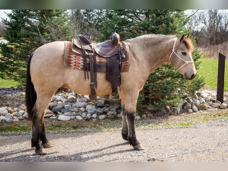 American Quarter Horse Castrone 9 Anni 142 cm Pelle di daino in Middletown OH