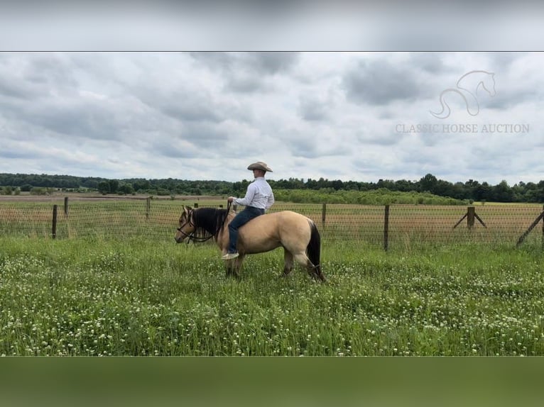 American Quarter Horse Castrone 9 Anni 142 cm Pelle di daino in Sebree, KY