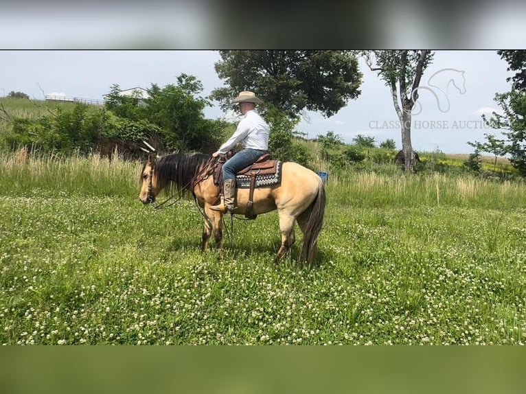 American Quarter Horse Castrone 9 Anni 142 cm Pelle di daino in Sebree, KY