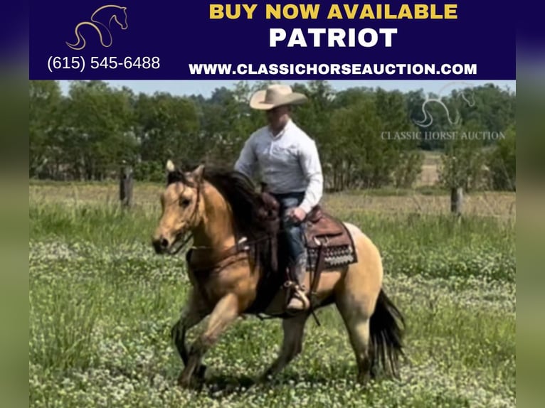 American Quarter Horse Castrone 9 Anni 142 cm Pelle di daino in Sebree, KY