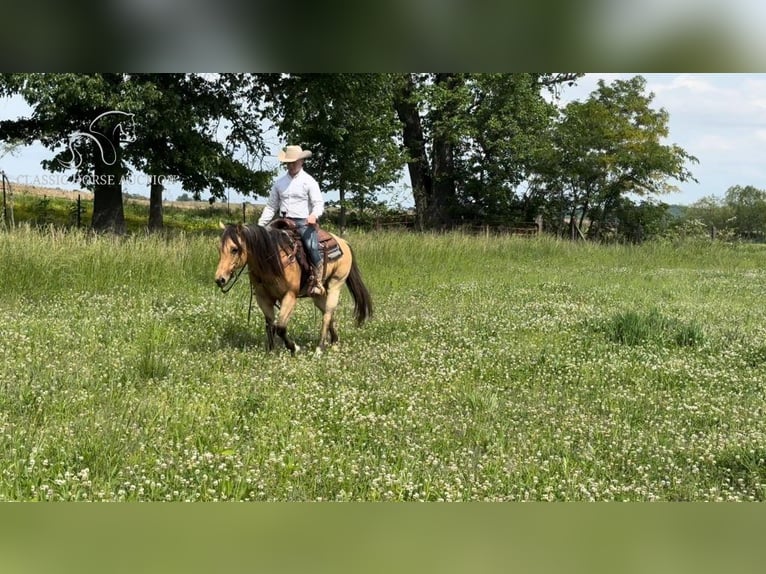 American Quarter Horse Castrone 9 Anni 142 cm Pelle di daino in Sebree, KY