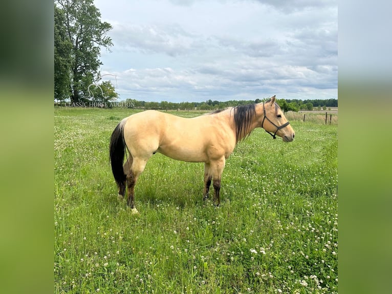 American Quarter Horse Castrone 9 Anni 142 cm Pelle di daino in Sebree, KY