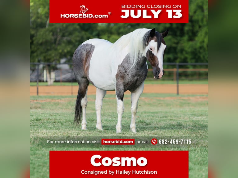 American Quarter Horse Castrone 9 Anni 142 cm Pezzato in Joshua