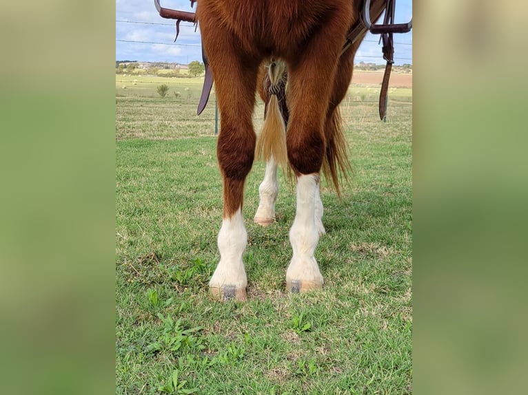 American Quarter Horse Castrone 9 Anni 142 cm Sauro ciliegia in rising Star TX