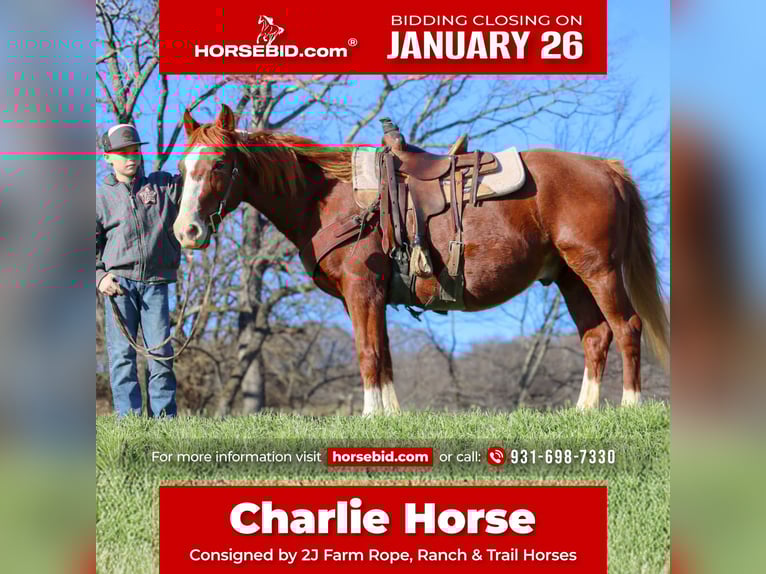 American Quarter Horse Castrone 9 Anni 142 cm Sauro ciliegia in Culleoka