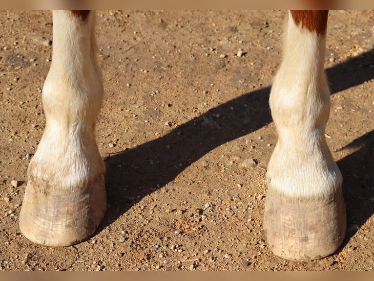American Quarter Horse Castrone 9 Anni 142 cm Sauro ciliegia in Culleoka