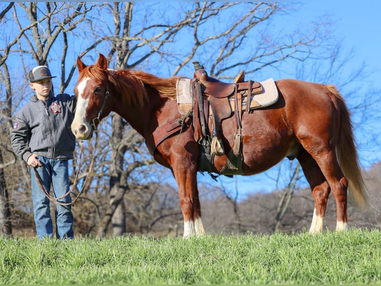 American Quarter Horse Castrone 9 Anni 142 cm Sauro ciliegia in Culleoka