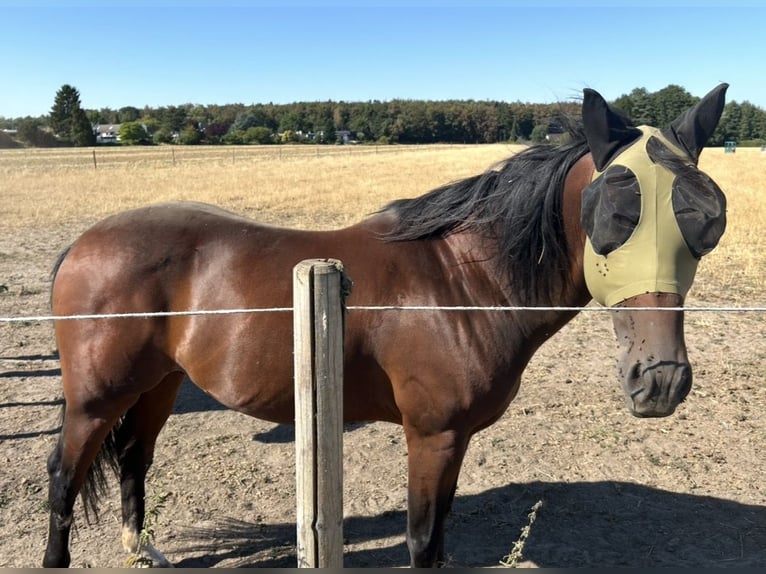 American Quarter Horse Castrone 9 Anni 144 cm  in Ratingen
