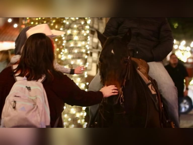 American Quarter Horse Castrone 9 Anni 145 cm Baio ciliegia in Stephenville TX