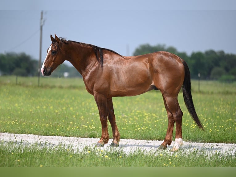 American Quarter Horse Castrone 9 Anni 145 cm Baio ciliegia in Waco