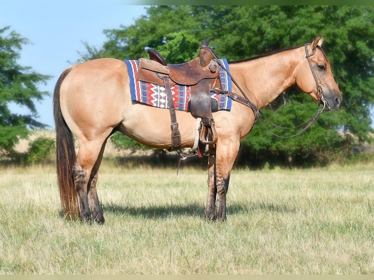 American Quarter Horse Castrone 9 Anni 145 cm Falbo in Halfway, MO
