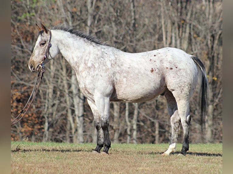 American Quarter Horse Castrone 9 Anni 145 cm Grigio in Brodhead KY