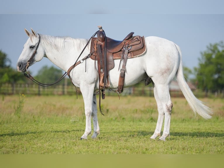 American Quarter Horse Castrone 9 Anni 145 cm Grigio in Weatherford TX