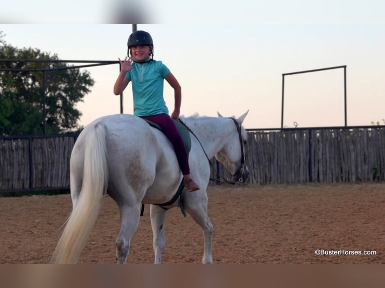 American Quarter Horse Castrone 9 Anni 145 cm Grigio in Weatherford TX