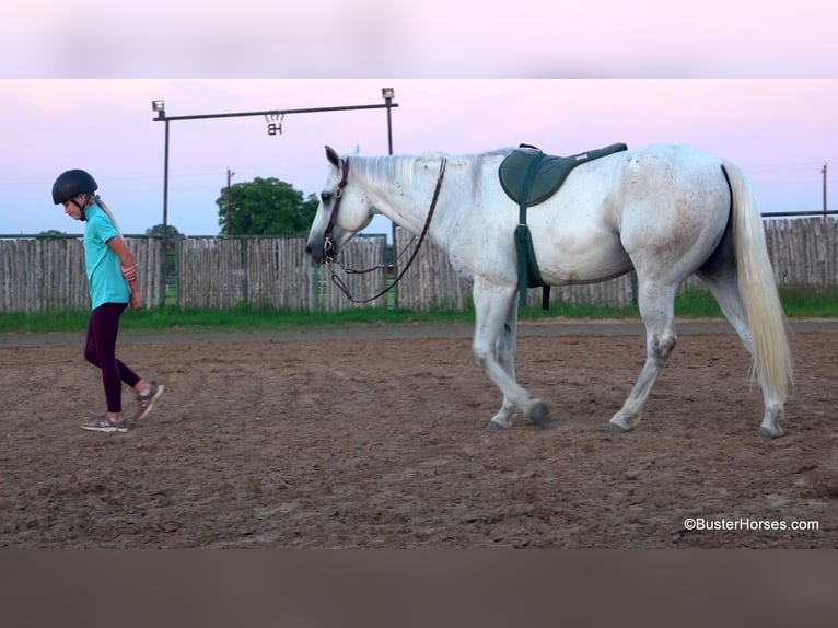 American Quarter Horse Castrone 9 Anni 145 cm Grigio in Weatherford TX