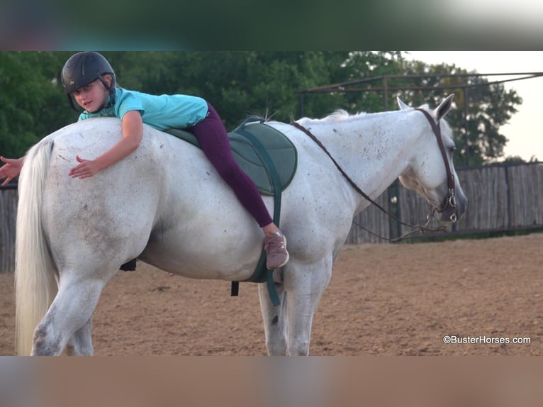 American Quarter Horse Castrone 9 Anni 145 cm Grigio in Weatherford TX